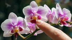 Ako prinútiť orchideu, aby bohato kvitla – záhradkár pomenoval hlavnú podmienku