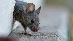 Ako sa bez námahy zbaviť myší: tento pach prinúti hlodavce utiecť