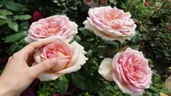 Ruže rozkvitnú veľkými a bohatými púčikmi: záhradkár ukázal recept na hnojivo