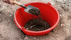 Prečo zakopať vedro uprostred záhona: záhradkársky trik, o ktorom vie len málokto