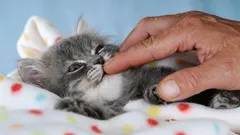 Aká mačka je ideálna do rodiny: vybrali 4 najlepšie plemená