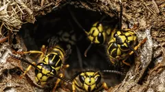 Ako sa ľahko zbaviť hniezda zemných ôs – odborník prezradil tajomstvo