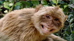 8 najinteligentnejších primátov na planéte, ktorí predstavujú výzvu pre človeka