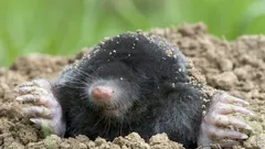 Ako sa zbaviť krtov bez pascí a chémie – najlepší spôsob