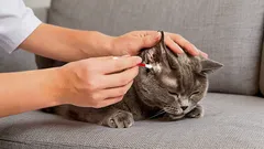 Zoológ: Ako a čím správne čistiť mačke uši v domácich podmienkach