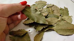 Takto pomáha bobkový list omladnúť: účinok si všimnete už po pár dňoch