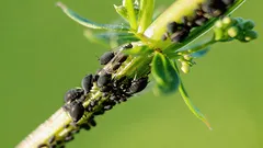 Vošky na rastlinách zmiznú bez chémie a výdavkov: zapamätajte si tento jednoduchý spôsob