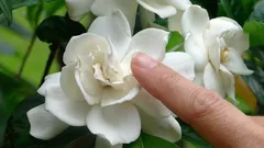 Najlepšia izbová rastlina do domácnosti: jej nádherná vôňa prevonia všetky miestnosti