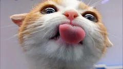 Akú chuť mačky nerozlišujú: odpoveď vás určite prekvapí