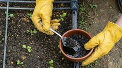 Ako používať kávovú usadeninu v záhrade: jednoduché a účinné hnojivo