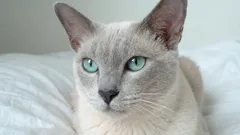 7 najoddanejších plemien mačiek, ktoré vás nikdy nenechajú samých