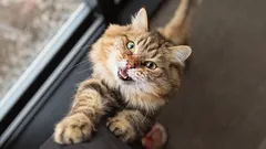 Nedá sa to vyjadriť slovami: úloha mačacích dotykov pri kontakte s človekom