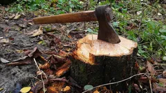 Ako odstrániť peň bez lopaty a techniky: jednoduchý spôsob, o ktorom vie len málokto