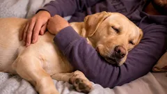 Záhadné správanie psov: 3 dôvody, prečo sa túlia k svojim majiteľom