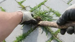 Ako sa navždy zbaviť buriny medzi dlaždicami: rýchle riešenie sa skrýva v kuchyni