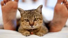 Zvieratá a psychológia: prečo sa správanie mačiek mení, keď je majiteľ chorý?