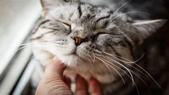 Pradú všetky mačky? Odborníci dospeli k nečakanému záveru