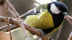 Vedci našli v speve sýkoriek niečo zvláštne a „ľudské“ po 75 rokoch výskumu