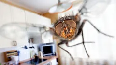 Dôležité na jar: jedna ingrediencia zachráni dom pred muchami a larvami