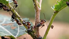 Mravce aj vošky zmiznú bez stopy: jednoduchý trik ich odradí lepšie ako chemikálie
