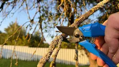 Záhradnícke nožnice počkajú: 6 rastlín, ktoré by ste v marci nikdy nemali strihať