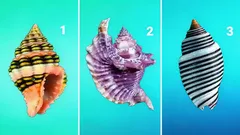 Vyberte si jednu mušľu – test ukáže váš skutočný charakter