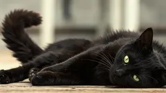 Mačka ležiaca udiera chvostom o podlahu: zoológ odhalil príčinu tohto signálu