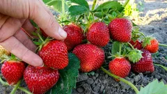 Úroda jahôd sa zdvojnásobí: schéma výsadby, ktorú mnohí ignorujú