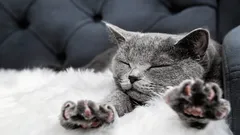 Prečo mačka miesi labkami na svojom majiteľovi – zoológ odhalil skutočnú príčinu